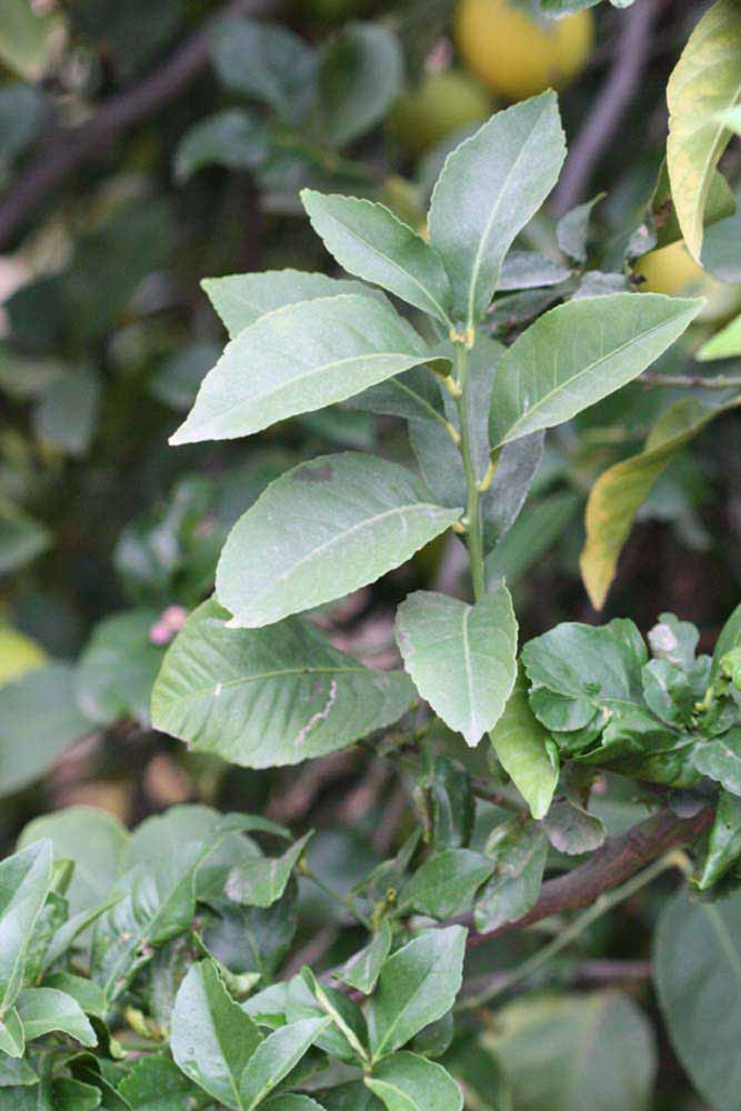               Sun leaves (Blanchard, Riverside,   CA)   